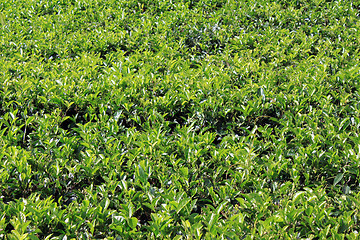 Image showing Green tea bush