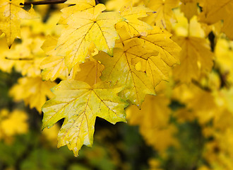 Image showing  maple tree under rain