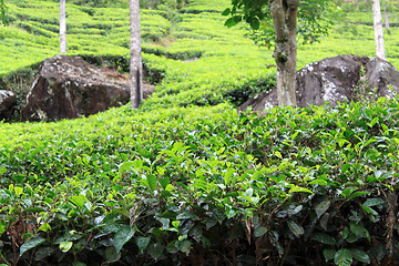 Image showing Tea bush