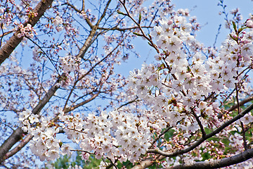 Image showing Branches of blooming cherry 