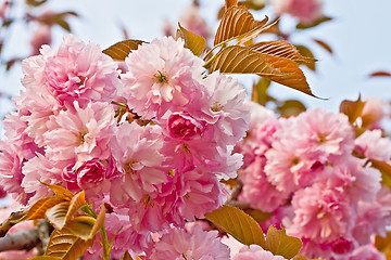 Image showing Blooming pink flowers