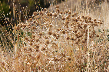 Image showing dry plant