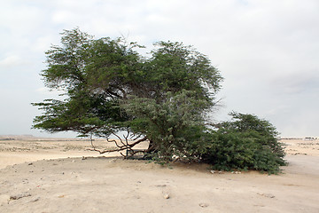 Image showing Acacia and desert