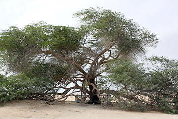 Image showing Acacia