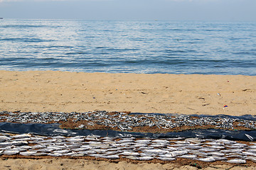 Image showing Fish on the beach