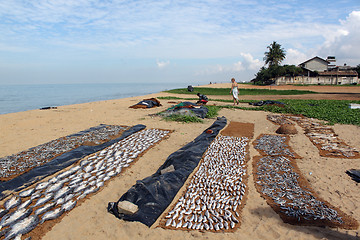 Image showing Dry fish and beach