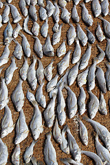 Image showing Dry fish