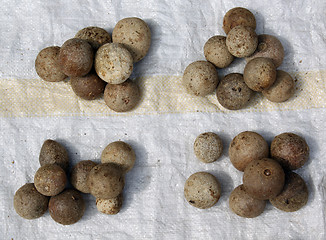 Image showing Stone apples