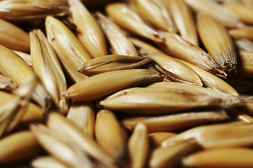 Image showing seeds