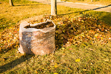 Image showing Cleaning of the fallen down foliage