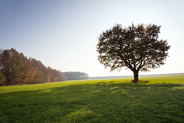 Image showing Oak (autumn, a sunset)