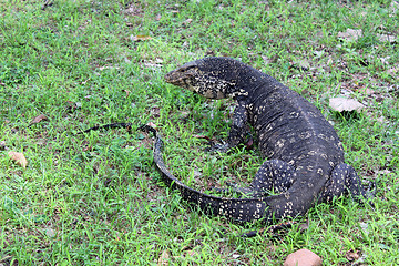 Image showing Monitor lizard