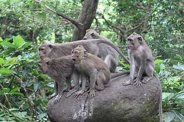 Image showing Monkey forest in Ubud