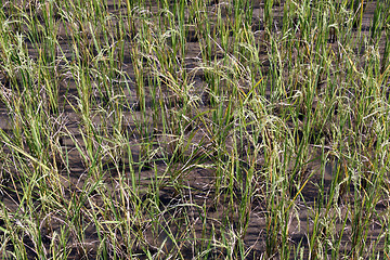 Image showing Rice