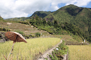 Image showing Rice terrases