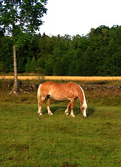 Image showing horse