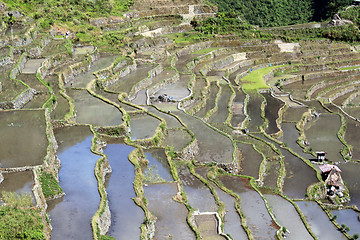 Image showing Water and rice terrases