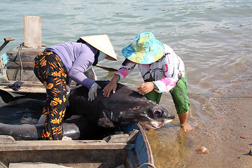 Image showing Women and shark 