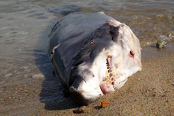 Image showing Dead shark