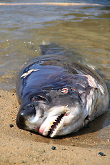 Image showing Dead shark