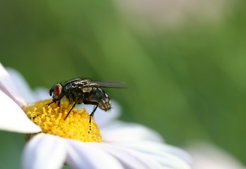 Image showing Fly