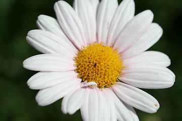 Image showing Flower