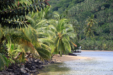 Image showing Palm trees and forest