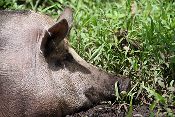 Image showing Pig