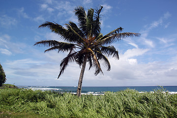 Image showing Palm tree