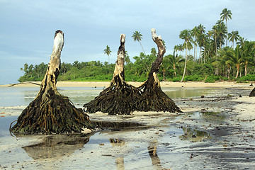 Image showing Roots