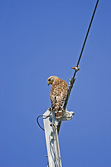 Image showing Peregrine Falcon