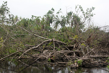 Image showing Forest