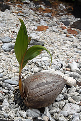 Image showing Coconut