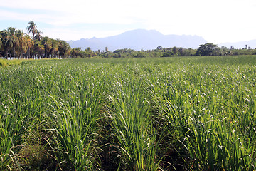 Image showing Sugar cane plantation