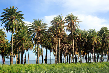 Image showing Palm trees and sugar cane