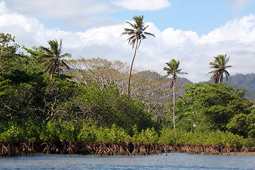 Image showing Mangrove
