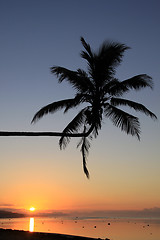 Image showing Palm and sunset