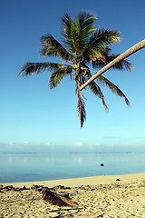 Image showing Palm tree on the beach