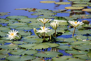 Image showing White lotuses