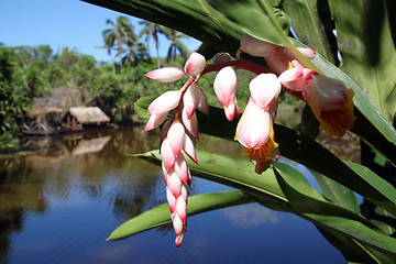 Image showing Flower