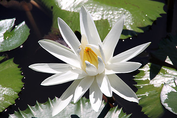 Image showing White lotus
