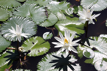 Image showing White lotus