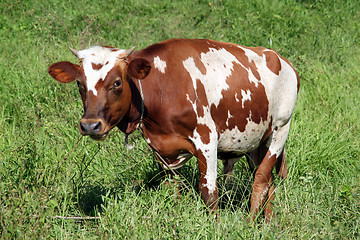 Image showing Brown cow on the green grass