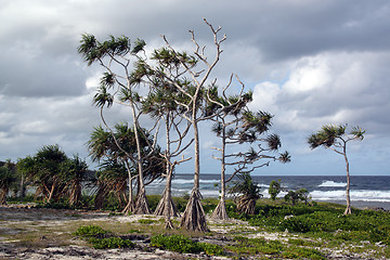 Image showing Cloud, wind and palm trees