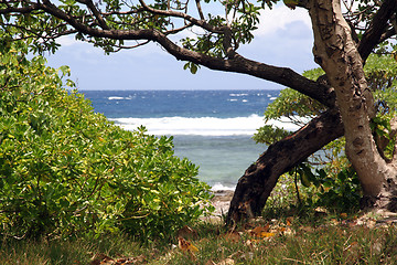 Image showing Bush and tree on the beach