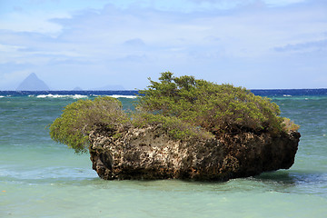 Image showing Bush on the rock