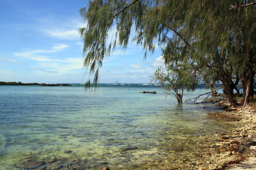 Image showing Tree on the beach