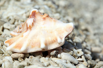 Image showing Shell