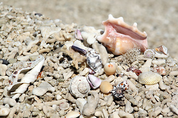 Image showing Corals and shells