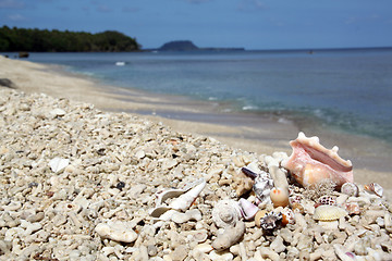 Image showing Shells and corals on the beach